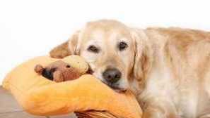 Kolik časů psů chodí těhotná